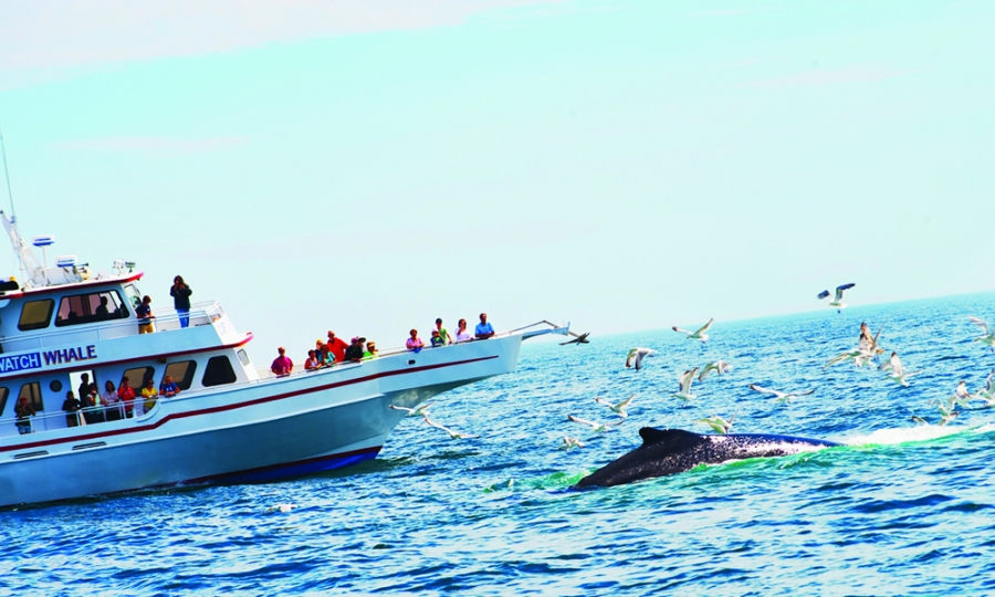 How to Prevent or Alleviate Symptoms of Seasickness | Travel Dreamz Travel Agent